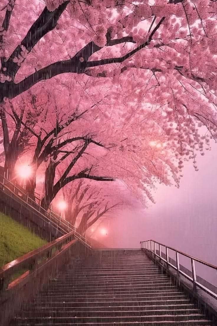 Cherry blossoms in Japan 🇯🇵