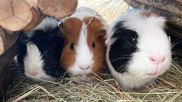 Guinea Pig trio Bellatrix, Ginny and Ravenclaw are looking for a home. They don’t mind which house they’re sorted into, as long as there’s fresh veggies to munch on and a loyal friend to build their confidence. bit.ly/3Qgaonq #RehomeMe #GuineaPigs