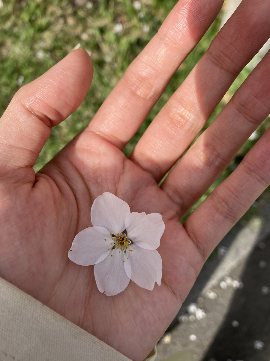 これはハローワークの横に咲いてた桜