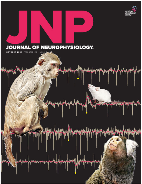 📃Get to know @JNeurophysiol's article types! 🧠Our Mini-Review: Neuro Forum is a place for brief reviews of recent, single target articles & mini-reviews of current & significant developments in #neuroscience. ✔️Learn more here: ow.ly/TSKm50RmbvW #Neurophysiology