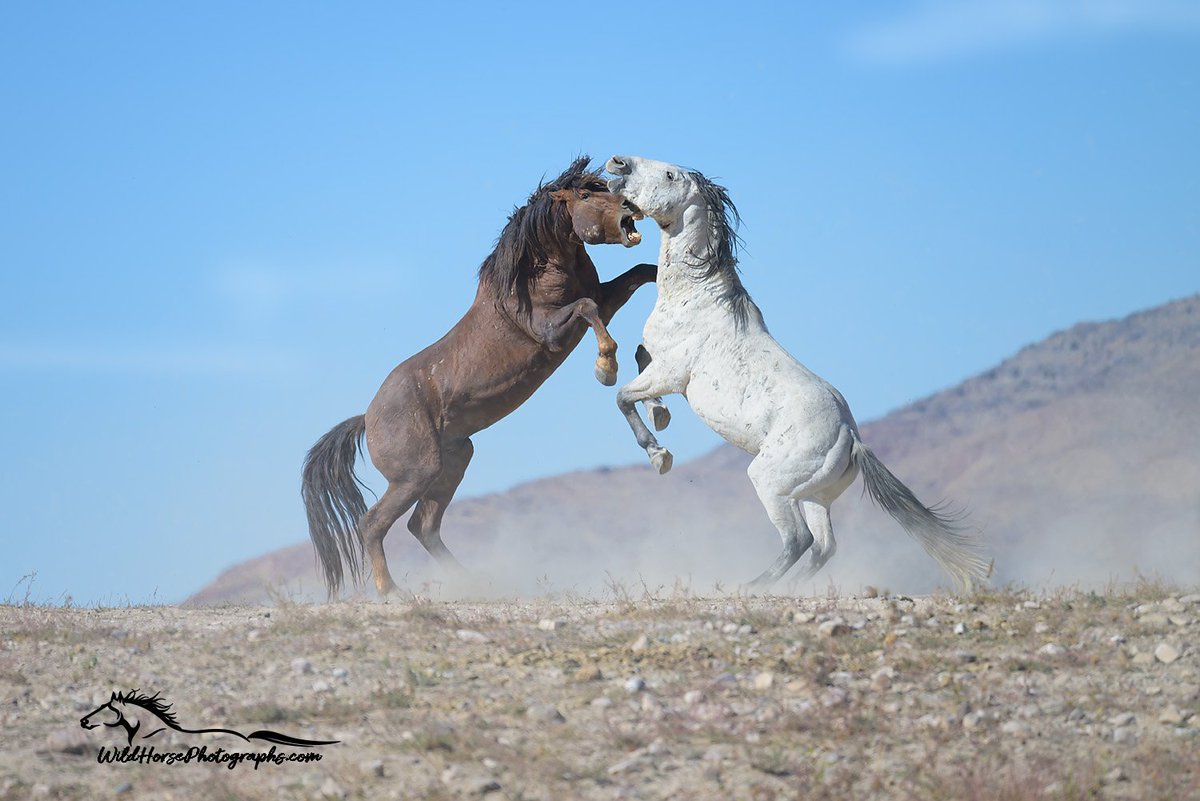 No Love Lost! Wild stallions battle over the ladies in Utah's west desert. Get The Print: wildhorsephotographs.com/wild-horse-act… #WildHorses #Horses #GetYourWildOn #Horse #Equine #FineArtPrint #AYearForArt #BuyIntoArt #HorseLovers #Equine #FineArtPhotography #PhotographyIsArt