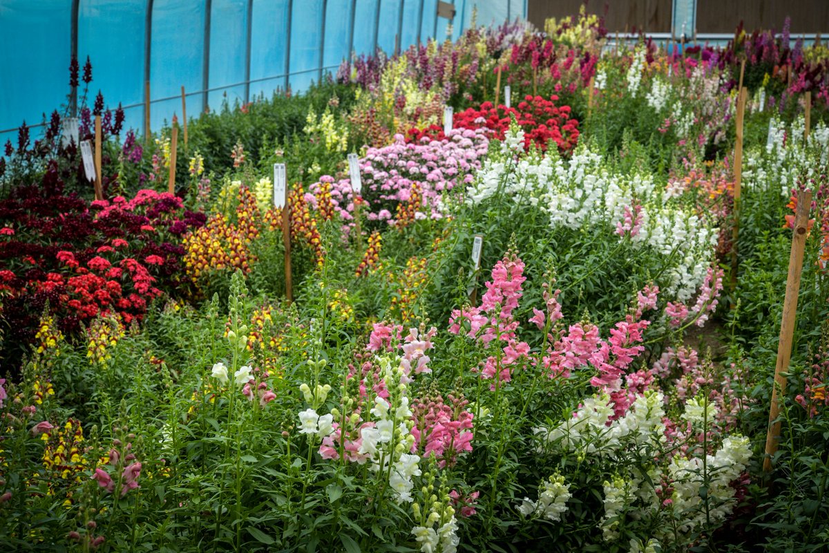 Current situation in the snapdragon and dianthus greenhouse, where we are trialing some stunning varieties! The gardening team is crushing it this year!