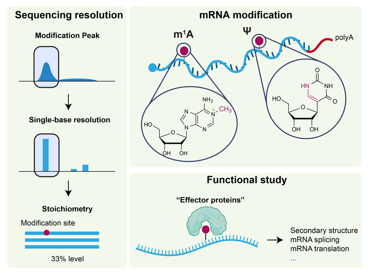 Sequencing technologies for Ψ and m1A modifications have evolved from low-resolution to single-base and quantitative assessments. The effects of these two modifications on mRNA metabolism are now well recognized. #RNA #RNASpecialIssue bit.ly/3UaXOXv