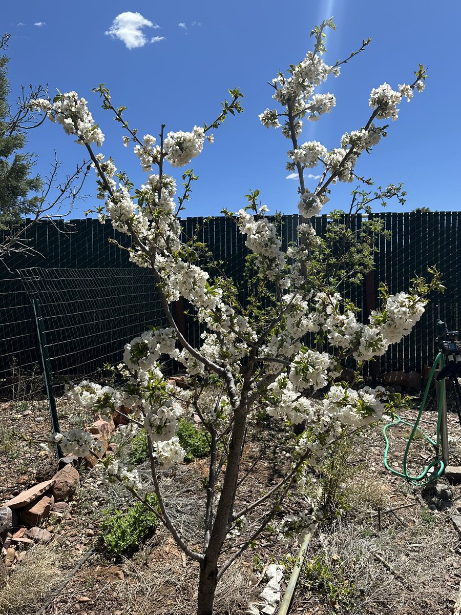 Fortapachefun's tweet image. Rainer cherry blossoms