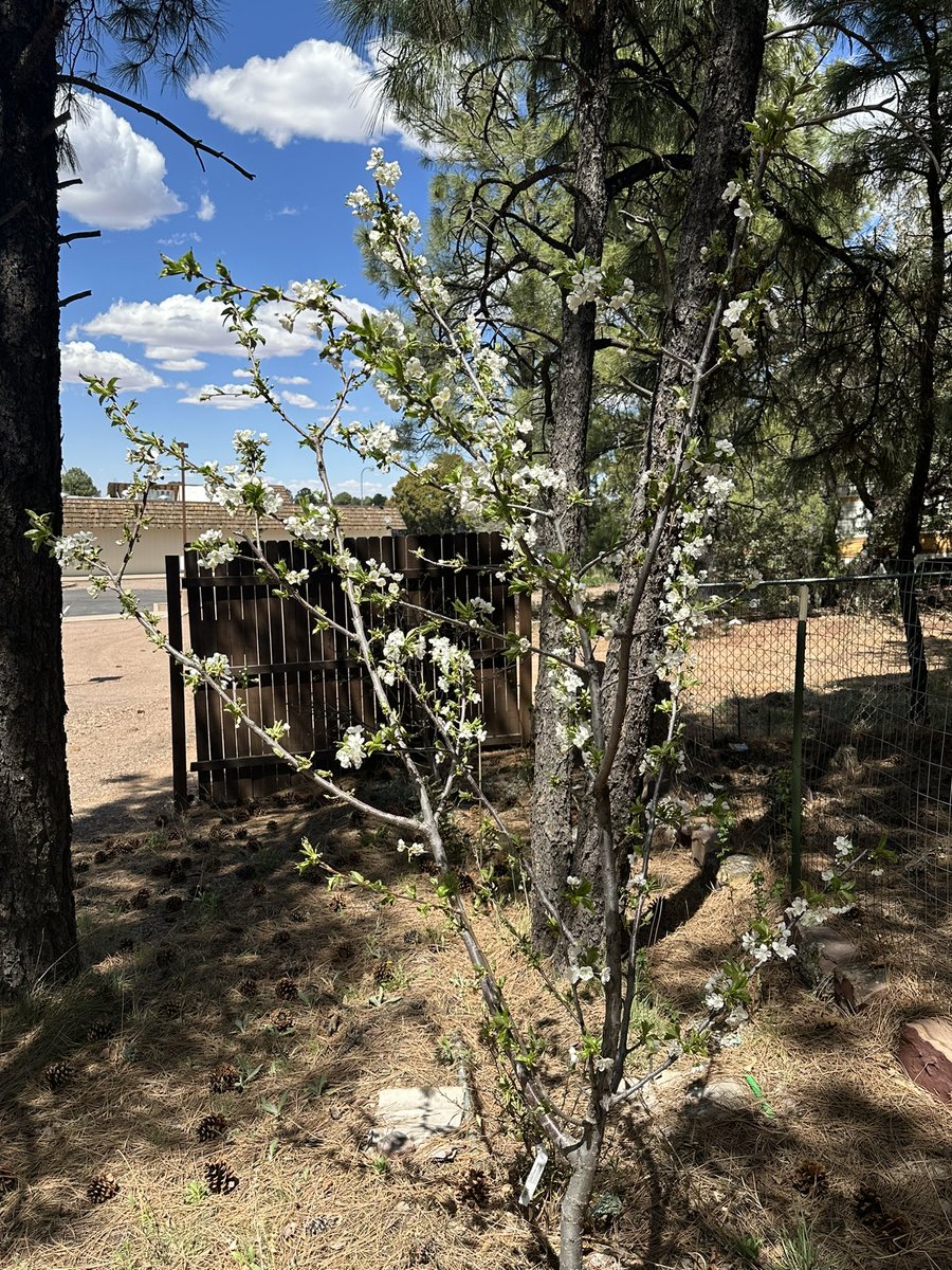 Fortapachefun's tweet image. Rainer cherry blossoms