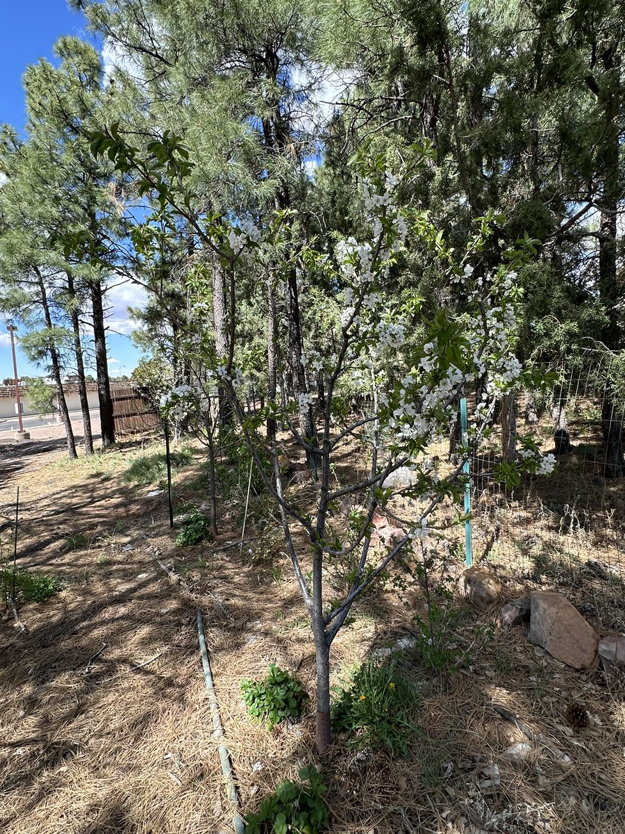 Fortapachefun's tweet image. Rainer cherry blossoms