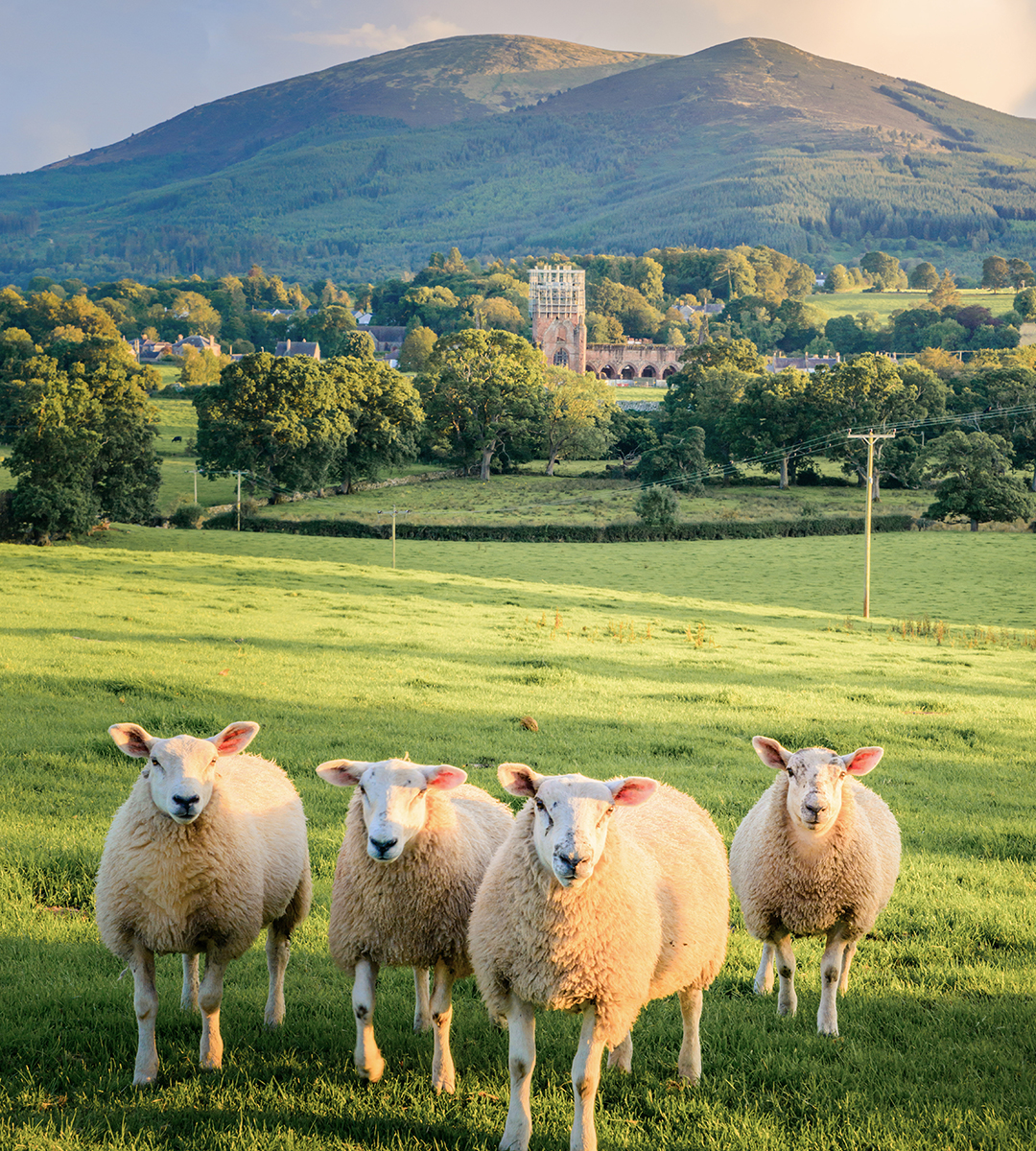 Ewes with a view on the SWC300! 😍

📌Criffel, Dumfries & Galloway  

#LoveDandG #ScotlandStartsHere #SWC300