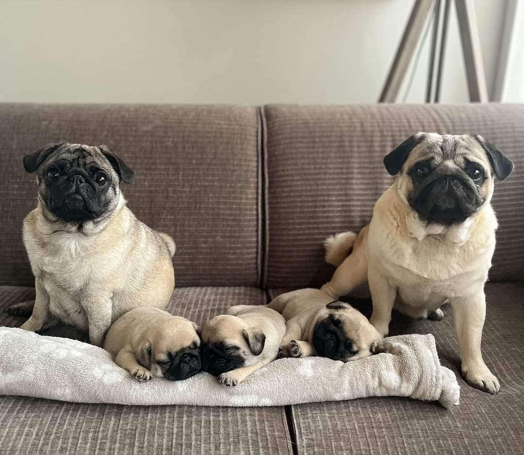 Family photo ❤️ #puglover #pug #puglover #dogsoftwitter #FridayFeeling #fridaymorning #ArborDay #FridayVibes #partynextdoor #AlienDay