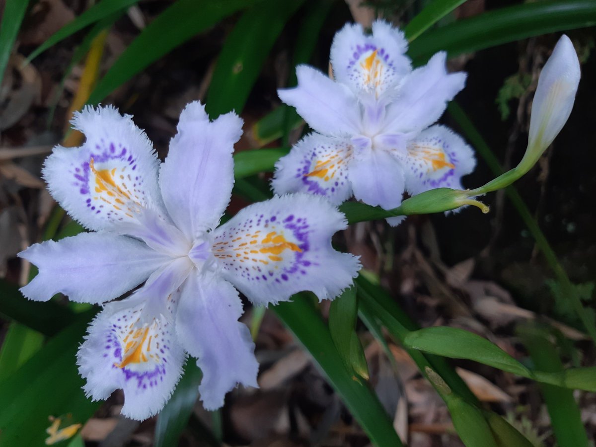 今日もありがとうございました💝
おやすみなさい😴💤

#シャガ 　#射干 🌿✨
#FringedIris 　#胡蝶花
#友人が多い　#反抗 
#Flowers  　#花が好き 
#キリトリセカイ 
☘️八王子にて 2024.4.26