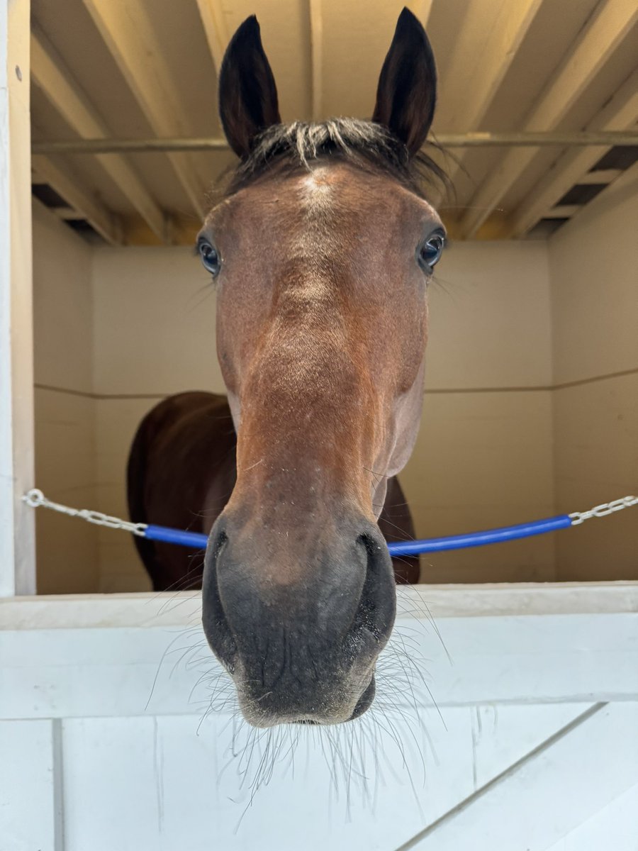 Welcome T O Password! The first Japan Road to the Kentucky Derby top point earner to ever accept the invitation! Excited to have not one but two talented Japanese in the @KentuckyDerby this year!