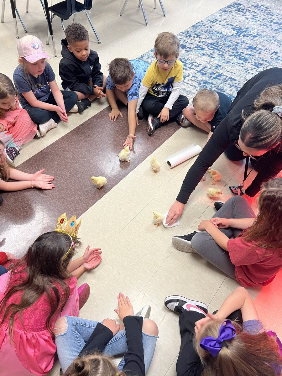 Today our chicks head back to the farm. Our KDG kiddos have had so much fun learning about these little guys! #GoBlackcats @MsKatieDunlap @BlackcatMatt @JoeFWillis