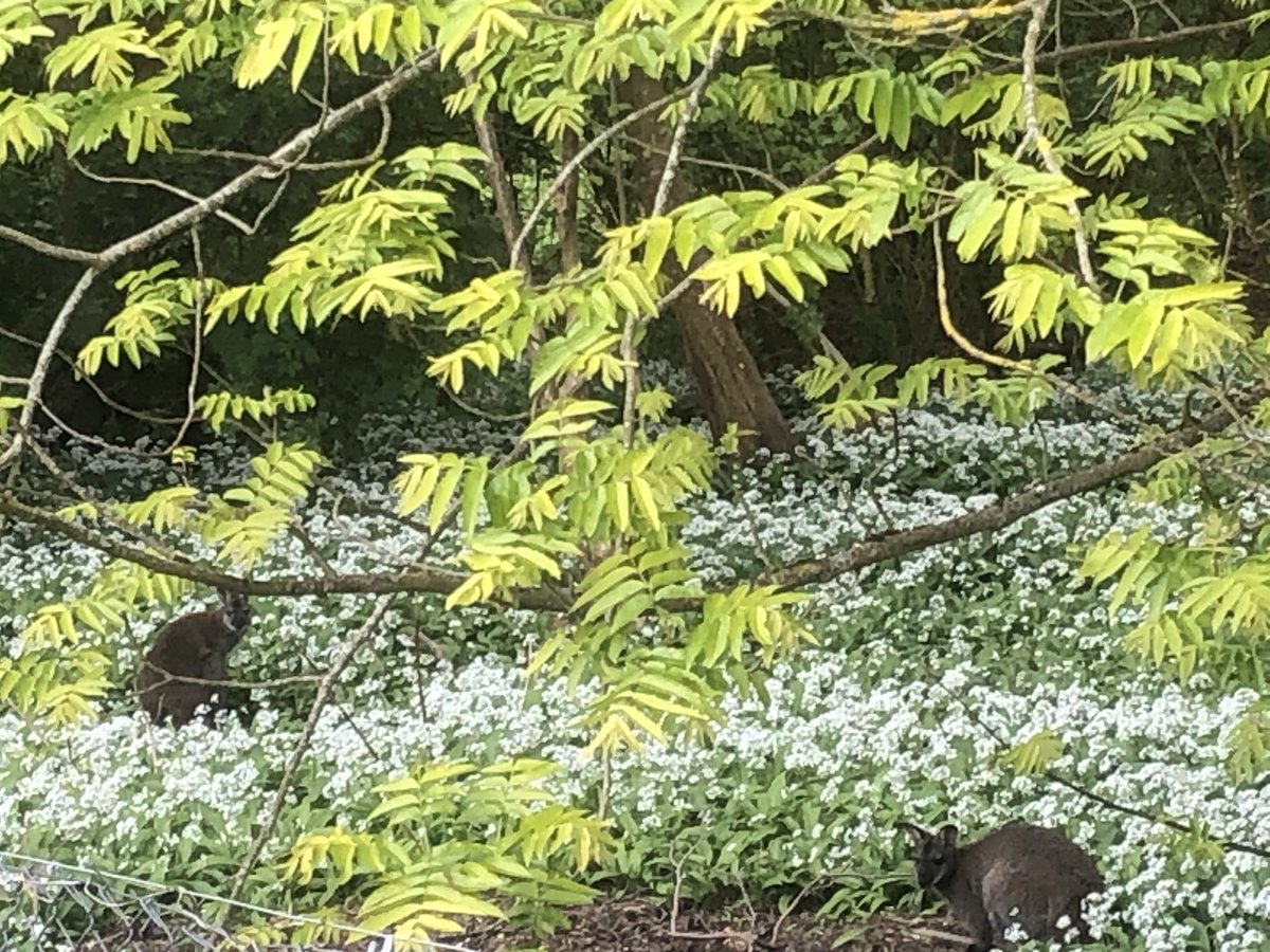 Wallabies among the wild garlic. There’s a poem there somewhere.