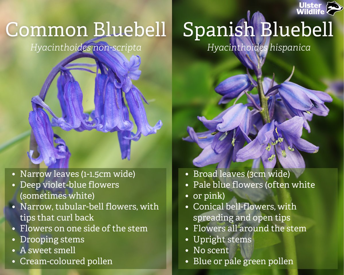 It’s bluebell season! They're one of our favourite springtime wildflowers, but did you know that there are two different species of bluebell in the UK and Ireland? Here are our top tips for identifying them 👇 (1/3)
