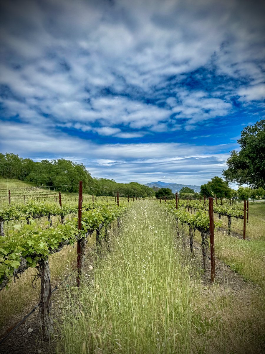 Spring has arrived in Wine Country! 🌱
.
.
#WineCountry #sonomacounty #sonomawinecounty #Spring2024 #SpringDay #vineyards