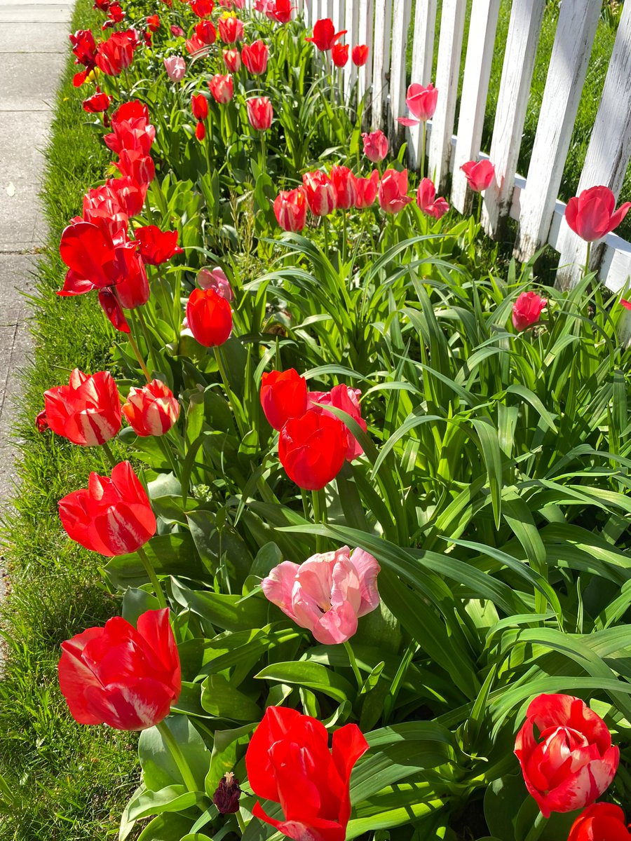 Beautiful tulips, Jersey Shore, happy Friday! #tulips #nj #newyork #usa #flowersonfriday #flowers 🌷🍃