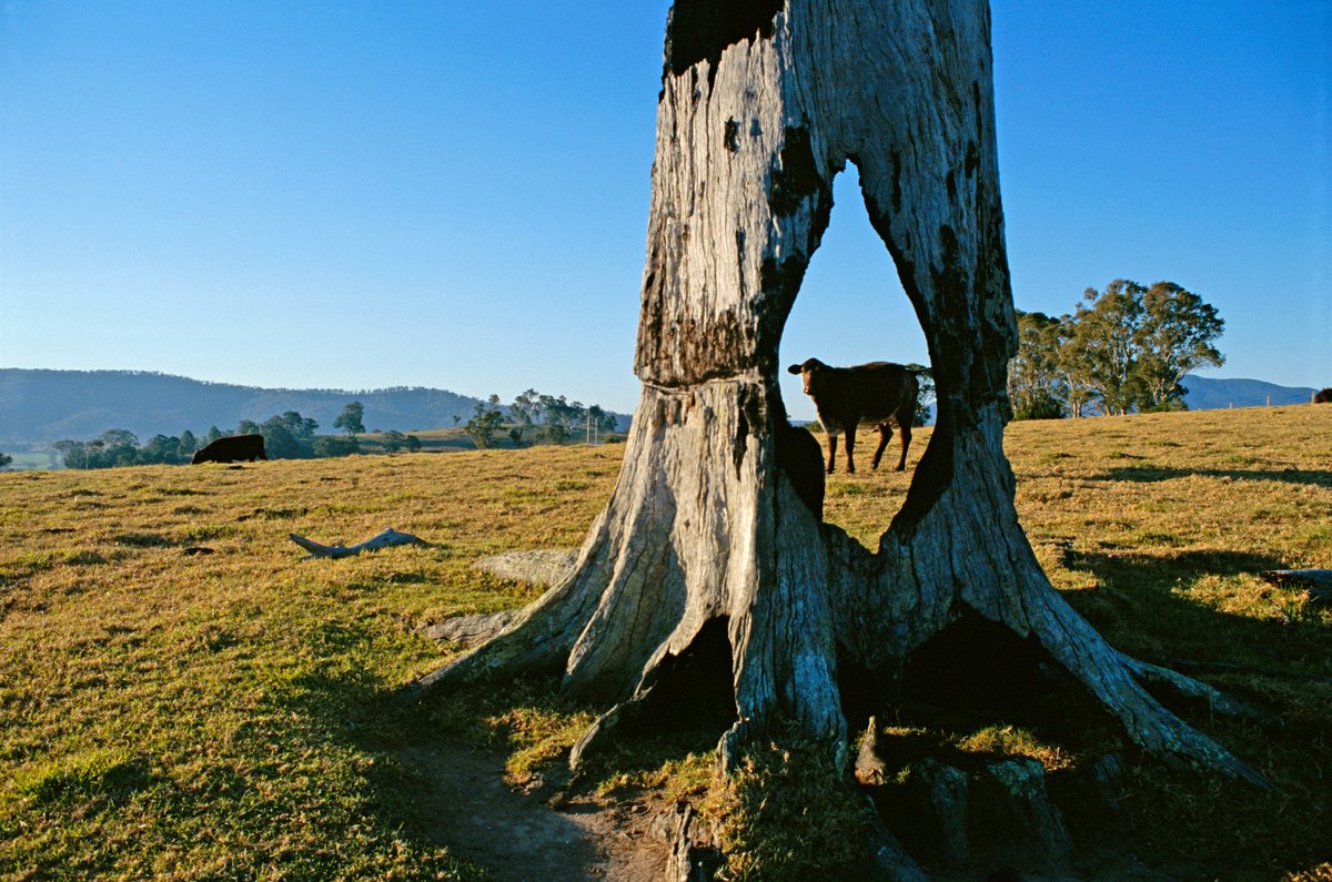 Fotoğraf | Sam Abell'in objektifinden / Bir inek, üzerinde delik açılmış bir ağaç gövdesinin arkasında adeta çerçeve içerisindeymiş gibi poz veriyor. 📍 Bermagui, Yeni Güney Galler, Avustralya.