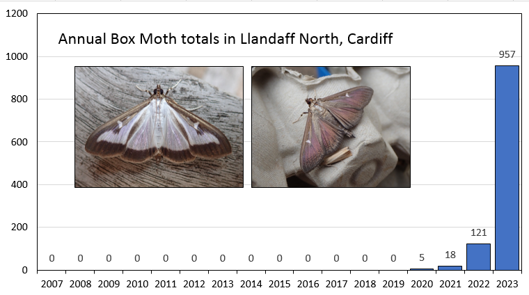 A short 🧵 about Box Moth (Cydalima perspectalis). This non-native moth arrived in Cardiff in 2018, having spread rapidly across southern England since 1st record in Kent in 2007. It didn't appear in my garden until 2020. By 2023 it was the commonest species in the moth trap!