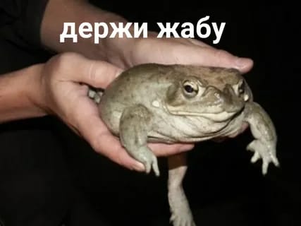 гадя петрович хренова tweet media