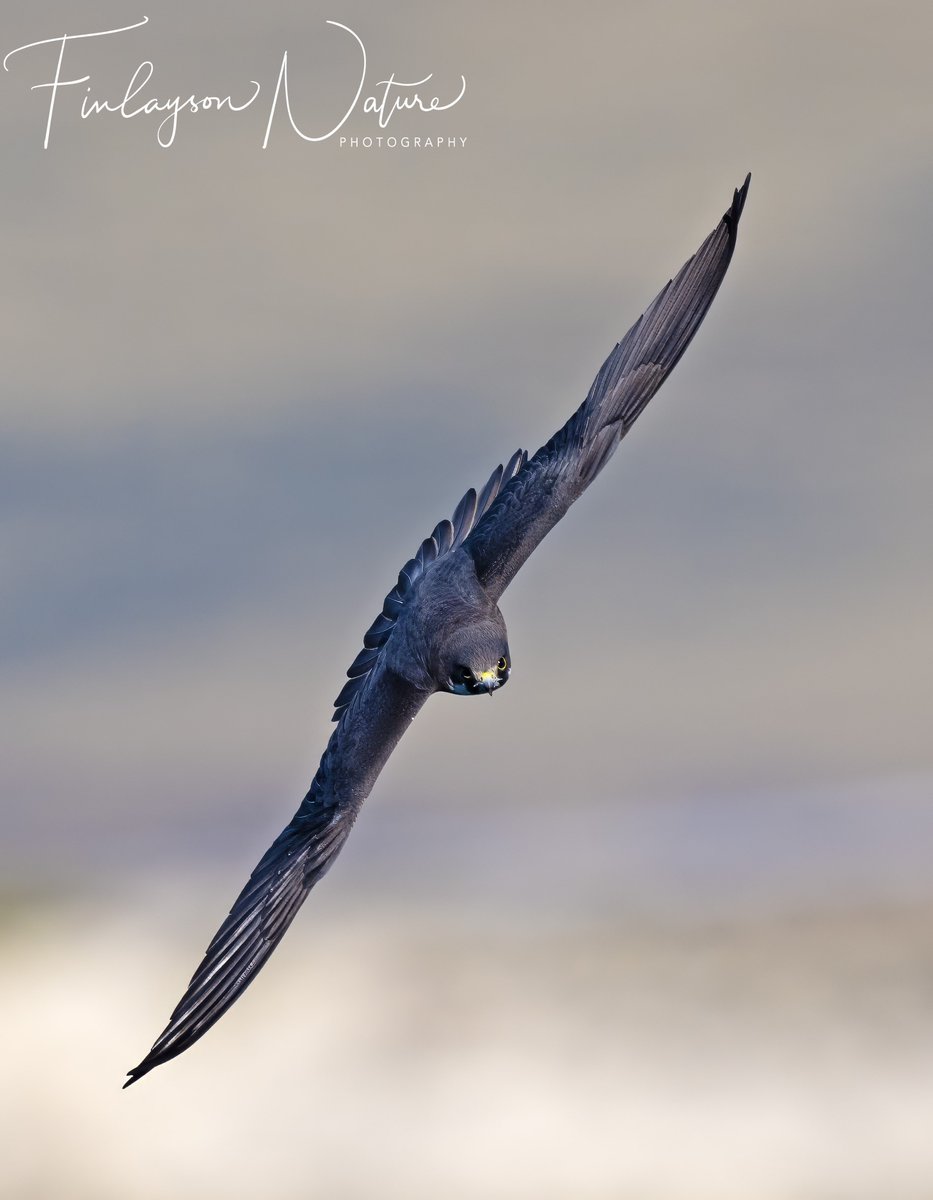 Adult male Eleonora's Falcon banking @FinlaysonGib @GibGerry @gonhsgib @Natures_Voice #BBCWildlifeBPOTY @_BTO @WildlifeMag @BBCEarth @BirdWatchingMag @BirdWatchDaily @BirdwatchExtra