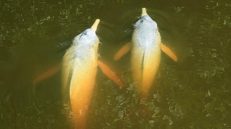 LosTiemposBol's tweet image. Expertos advierten cinco riesgos para bufeos y piden devolverlos a su hábitat
tinyurl.com/2kdhyy6j