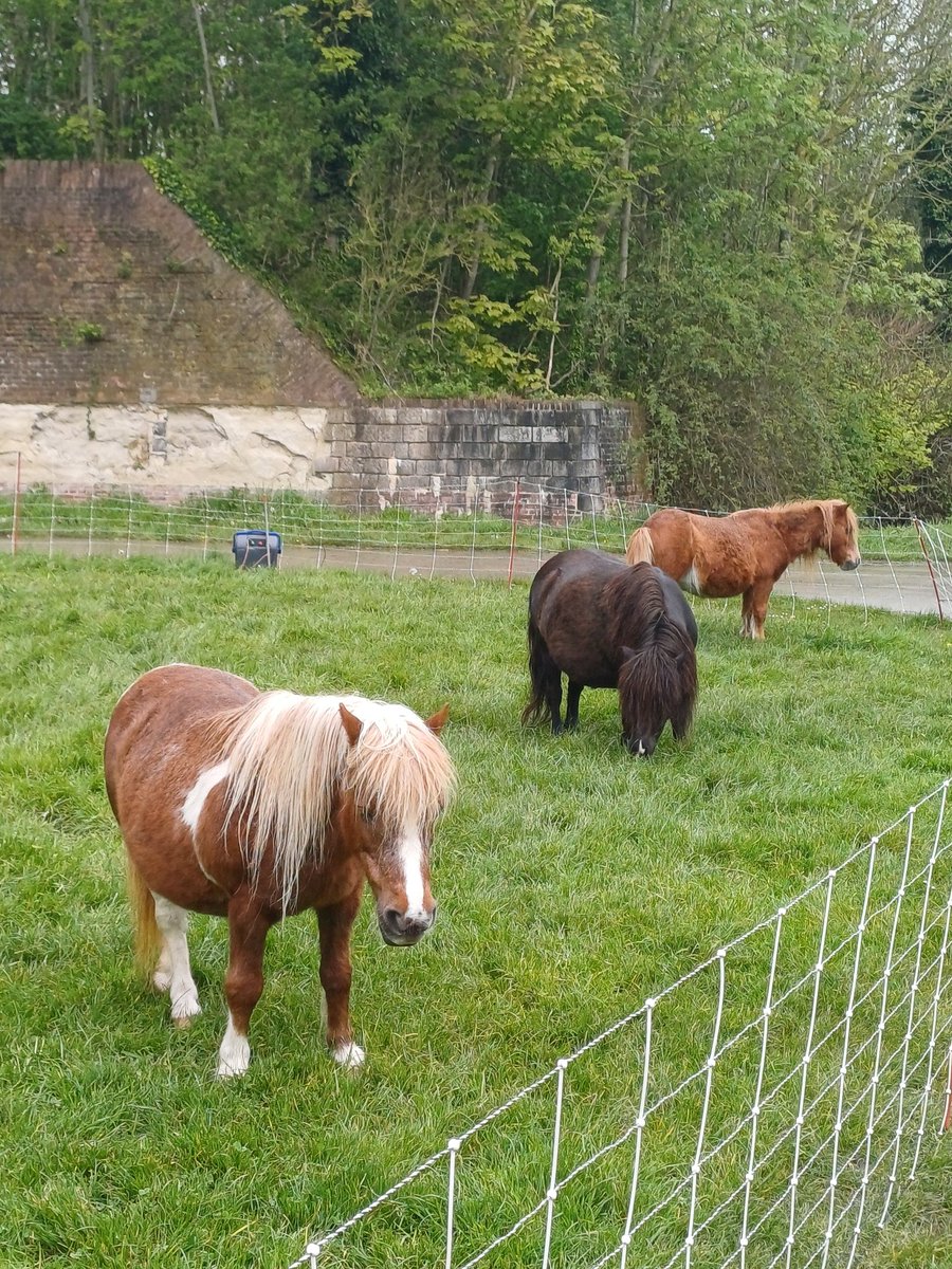 Foals ? @tgcharlton (They seem extremely sad by the way, these kinds of mini enclosures/prisons are really stupid)