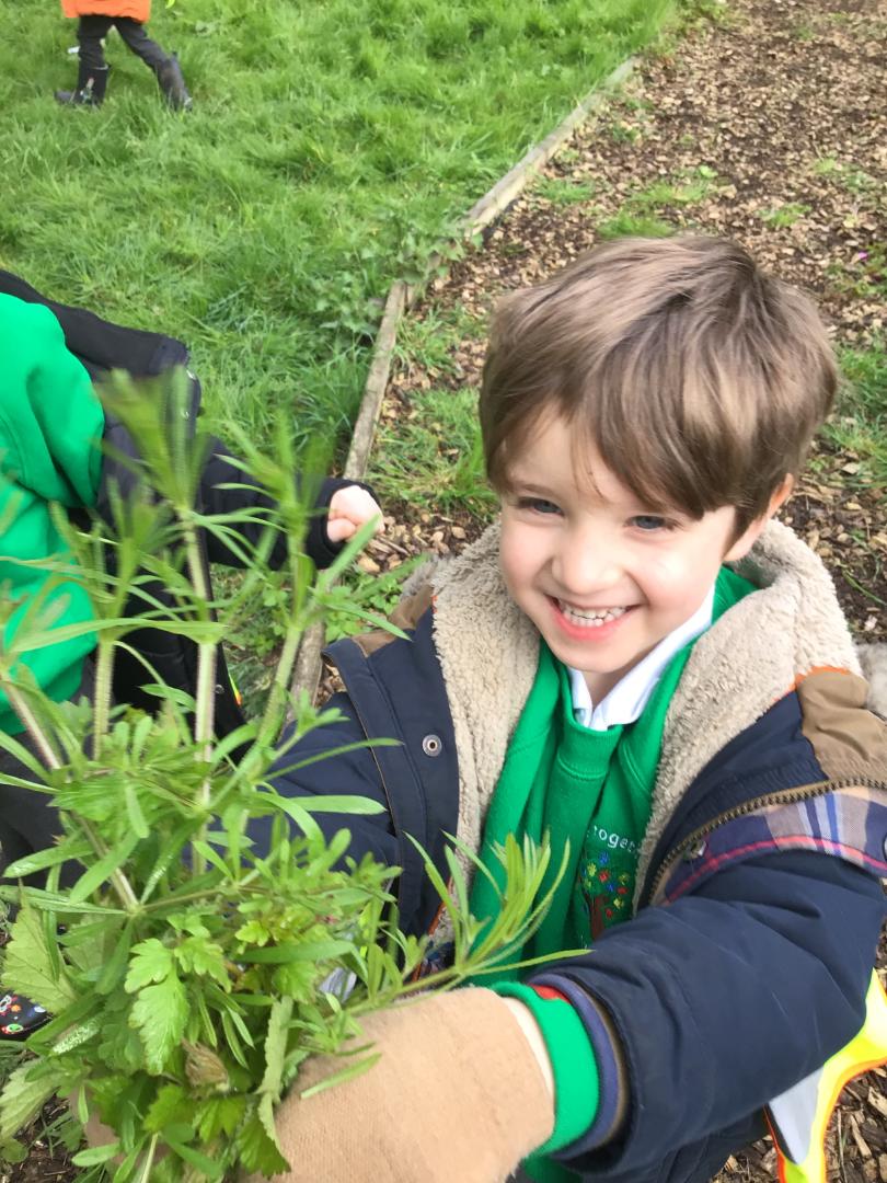 Year 1 have loved going to Featherbank Forest every Friday morning! Last week, we challenged ourselves to find as many different types of plant as we could and identify their stems, leaves, flowers and roots.