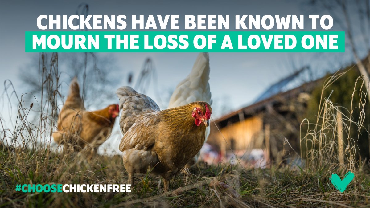 Chickens are intelligent, inquisitive, and empathetic beings who deserve our respect.

Have you been leaving chicken meat and eggs off your plate for #ChooseChickenFree week?

#InternationalRespectForChickensDay