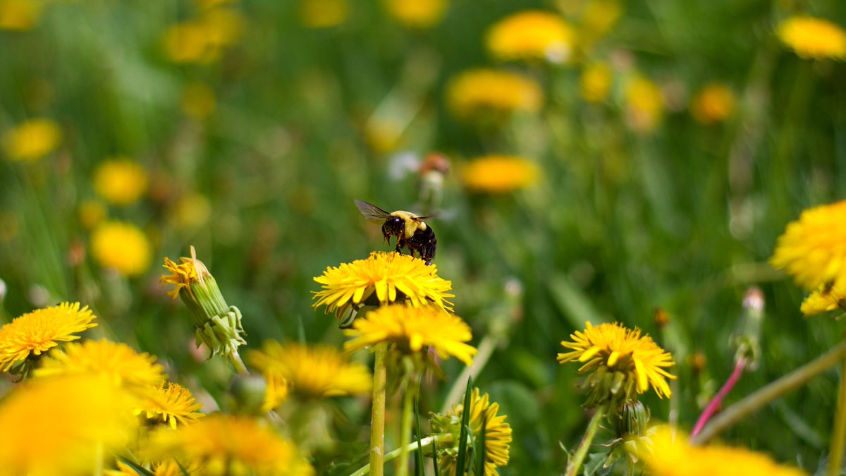 I plan on plucking dandelions from my lawn this weekend, do you? Weeding through the dandelions- the topic of today's blog: cindyday.ca #dandelions #gardening #pollen #bees #nativeplants