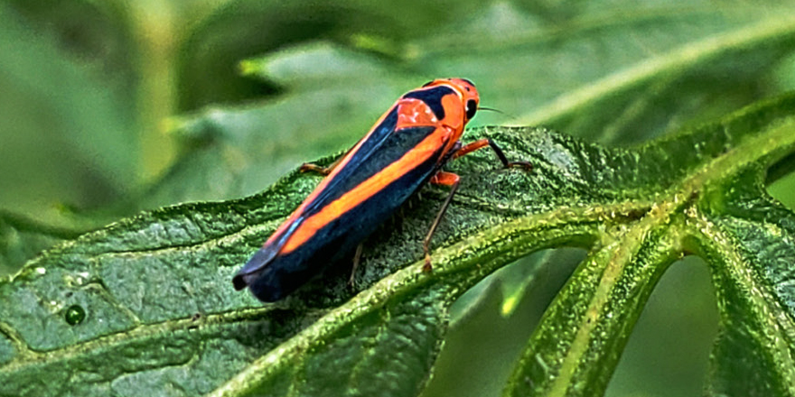 [#entomology] A new genus of Cicadellini (Hemiptera: Cicadellidae) from the Oaxacan Cloud Forest, with taxonomic notes on allied red-striped genera ⤵ ✒️ Jorge Adilson Pinedo-Escatel et al. 🔗 DOI: doi.org/10.5852/ejt.20… #Hemiptera #Cicadellidae #entomologist