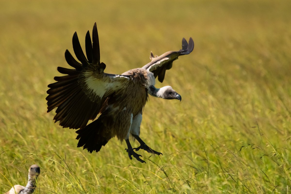 Perfect Landing – White Backed Vulture | Masai Mara | Kenya . . #whitebackedvulture #birdsofafrica #masaimara #birdsworld #exploringafrica #vulture #discoverearth #bownaankamal #magicalmasaimara #birds #wildography #birdsofprey #vultures #Iamnikon #nikon #jawsafrica #bbcwildlife