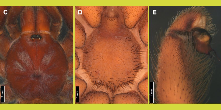 [#Arachnology] Jambu, a new genus of tarantula from Brazil (Araneae, Theraphosidae, Theraphosinae) ⤵ ✒ Laura T. Miglio et al. 🔗DOI: doi.org/10.5852/ejt.20… ➡ EJT Vol. 930 (2024) #openaccessjournal #tarantula #Arachnologists #arachnids #arachnida #spiders #Araneae