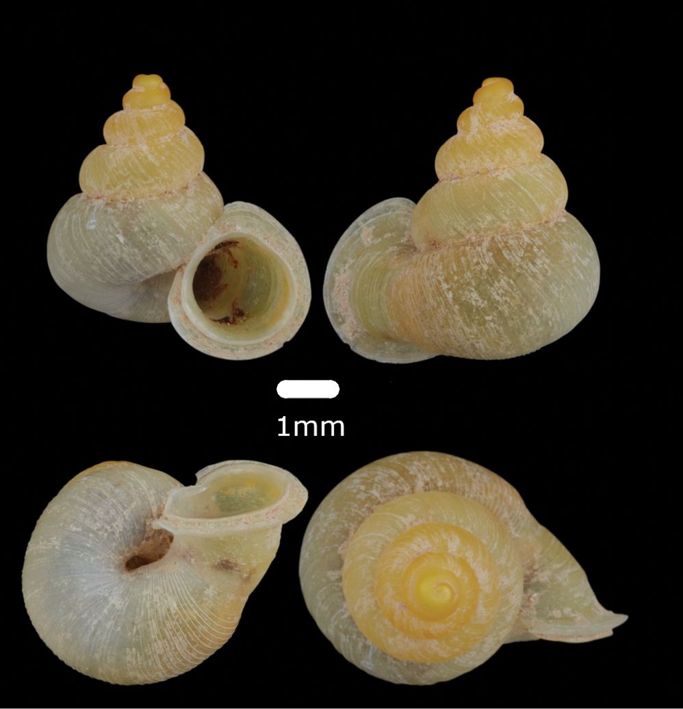 🐚 The first checklist of the malacofauna of Gua Rumbang, Malaysian Borneo, after almost 130 years: doi.org/10.3897/zookey… #endemicspecies #biodiversity #snails @UNIMASofficial