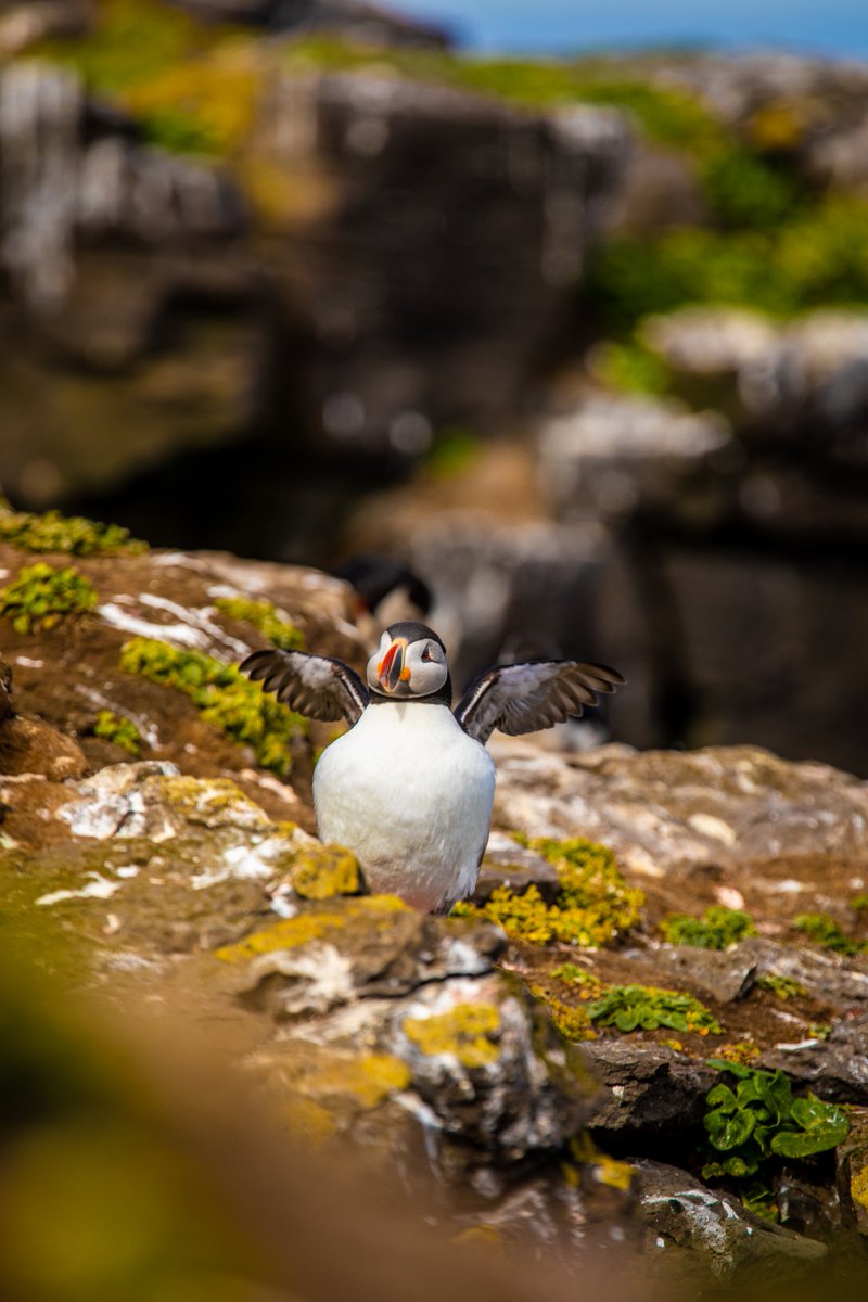 Soon the puffins will finally return to Iceland 

©Auðun Nielsson - Visit North Iceland
#puffin #puffiniceland #birdwatching #puffinwatching #wanderlust #travel #visitsouthiceland #visitwesticeland #westmanislands #vestmannaeyjar #inspiredbyiceland #visiticeland #icelandprotravel