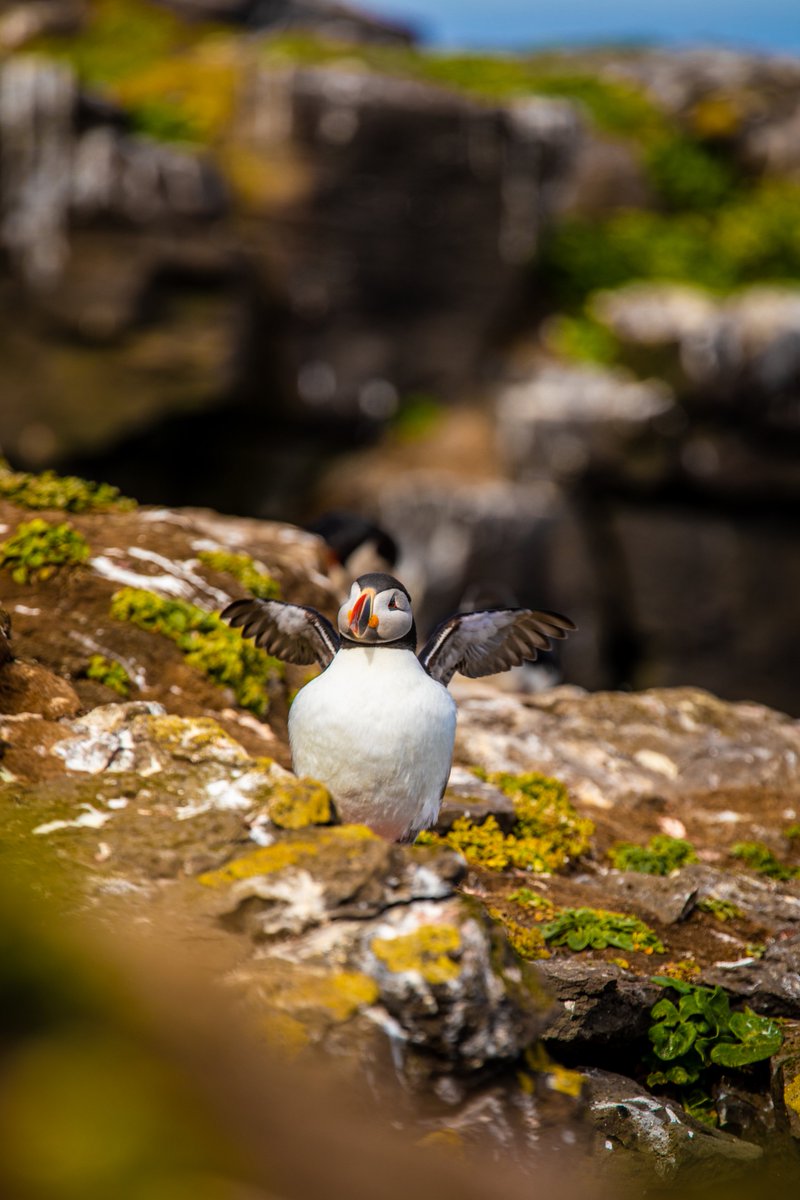 iptuk's tweet photo. Soon the puffins will finally return to Iceland 

©Auðun Nielsson - Visit North Iceland
#puffin #puffiniceland #birdwatching #puffinwatching #wanderlust #travel #visitsouthiceland #visitwesticeland #westmanislands #vestmannaeyjar #inspiredbyiceland #visiticeland #icelandprotravel https://t.co/wzap1U37Da