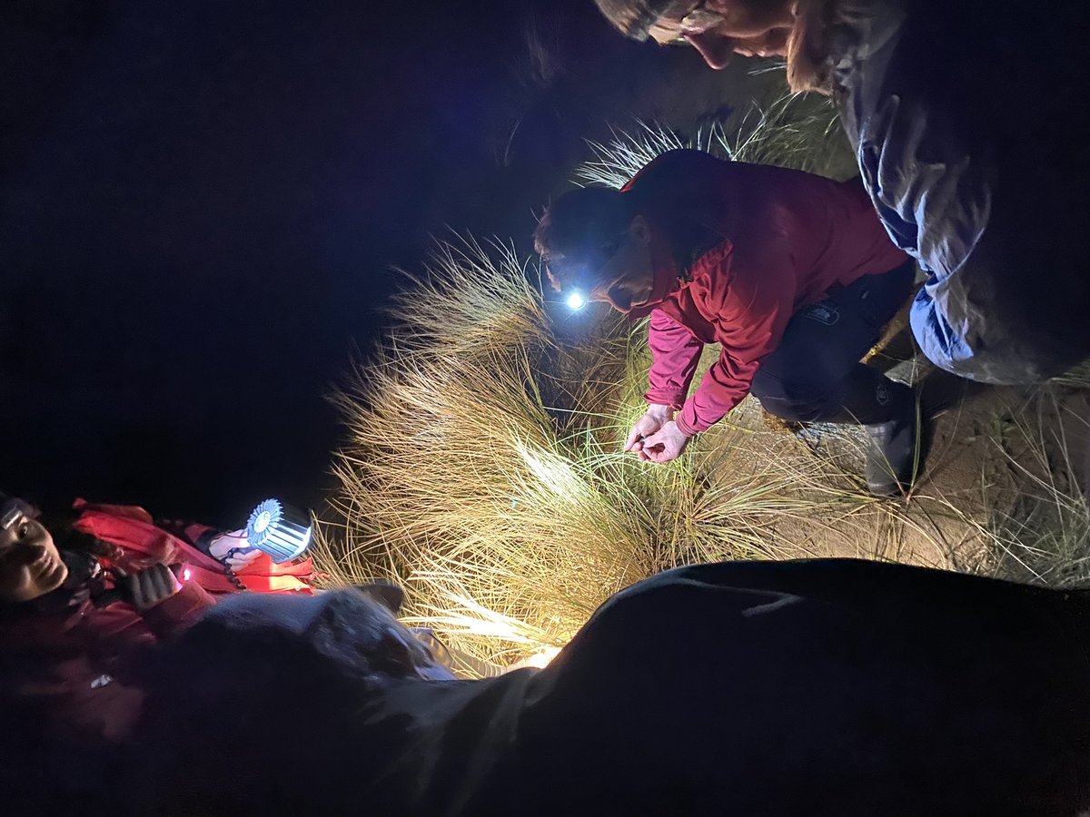 💥NEW PODCAST! 🎙️Recorded last night amongst the spectacular dunes of @ntsandscalehaws hear how the area’s rare (and last night, shy!) natterjack toads are faring. Also hear more about the 40th anniversary of the site. 🎧 podcasters.spotify.com/pod/show/morec… #sandscale40 #conservation