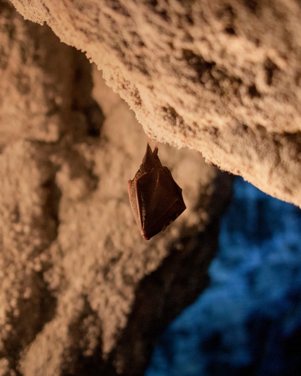 Deep in remote caves in Hungary, where insects and birdseed are hard to come by, great tits have found an unusual new food source…bat brains!

Scientists have spotted the birds hunting, killing and eating the muscle, fat, intestines and brains of hibernating pipistrelle bats.