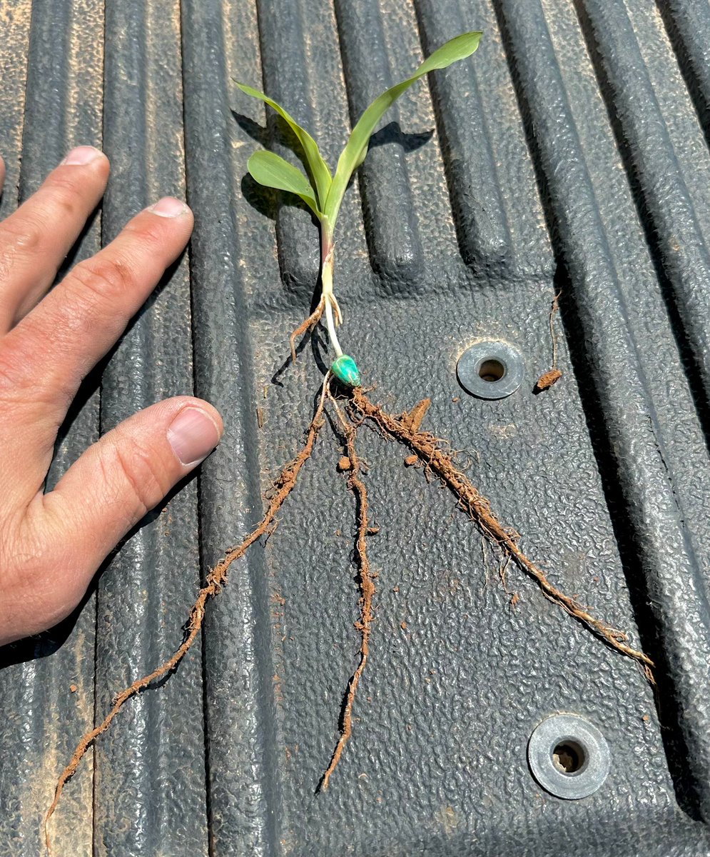 “Surprised to see nodal roots developing this early. Roots to shoots is very balanced and still have a lot of energy left in the seed”. 🔥 There's lots of excitement over BioBoost Corn and what growers are seeing so far this season.