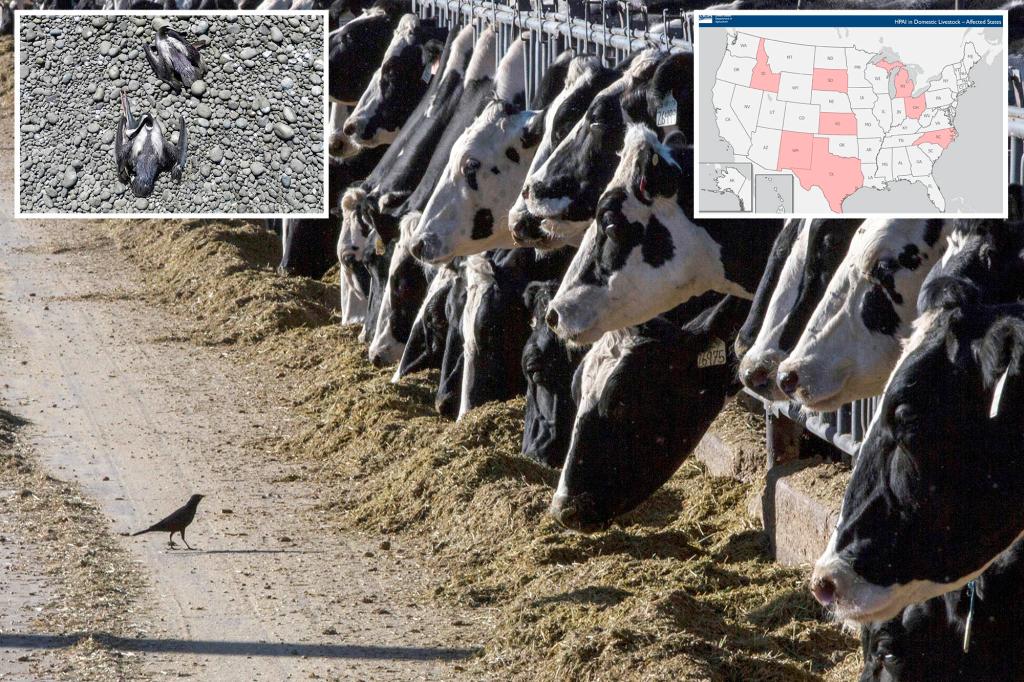 Bird flu could jump to humans any day as virus remnants found in 20% of milk samples trib.al/5g0Cg4J