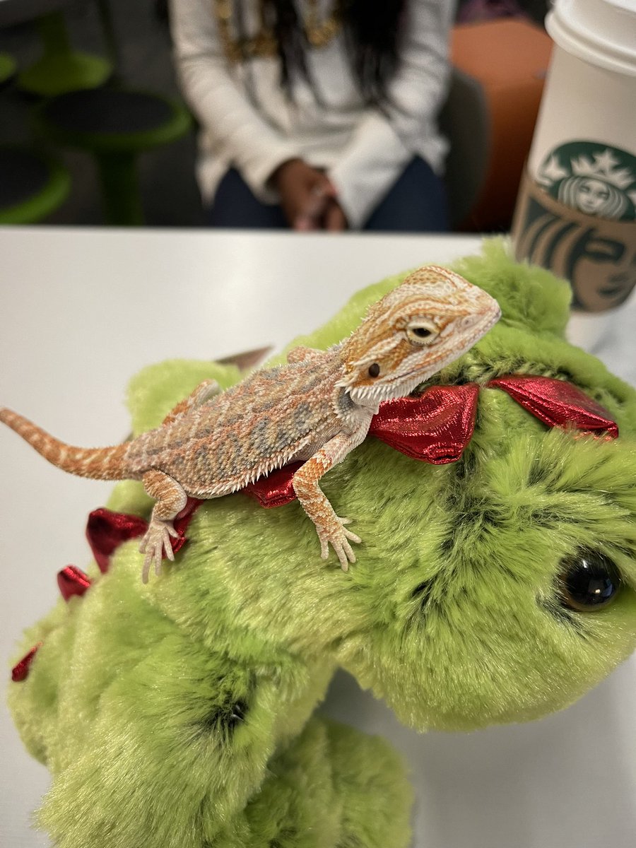 We have a visitor today! 🦎