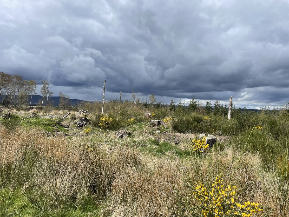 I love seeing the weather coming in- this time from the north, within minutes, it was raining. Yet another view soon to be sliced in half by @ssencommunity 70m ( think about that) pylons. @JudithRalston @bbcweather @visitabdn