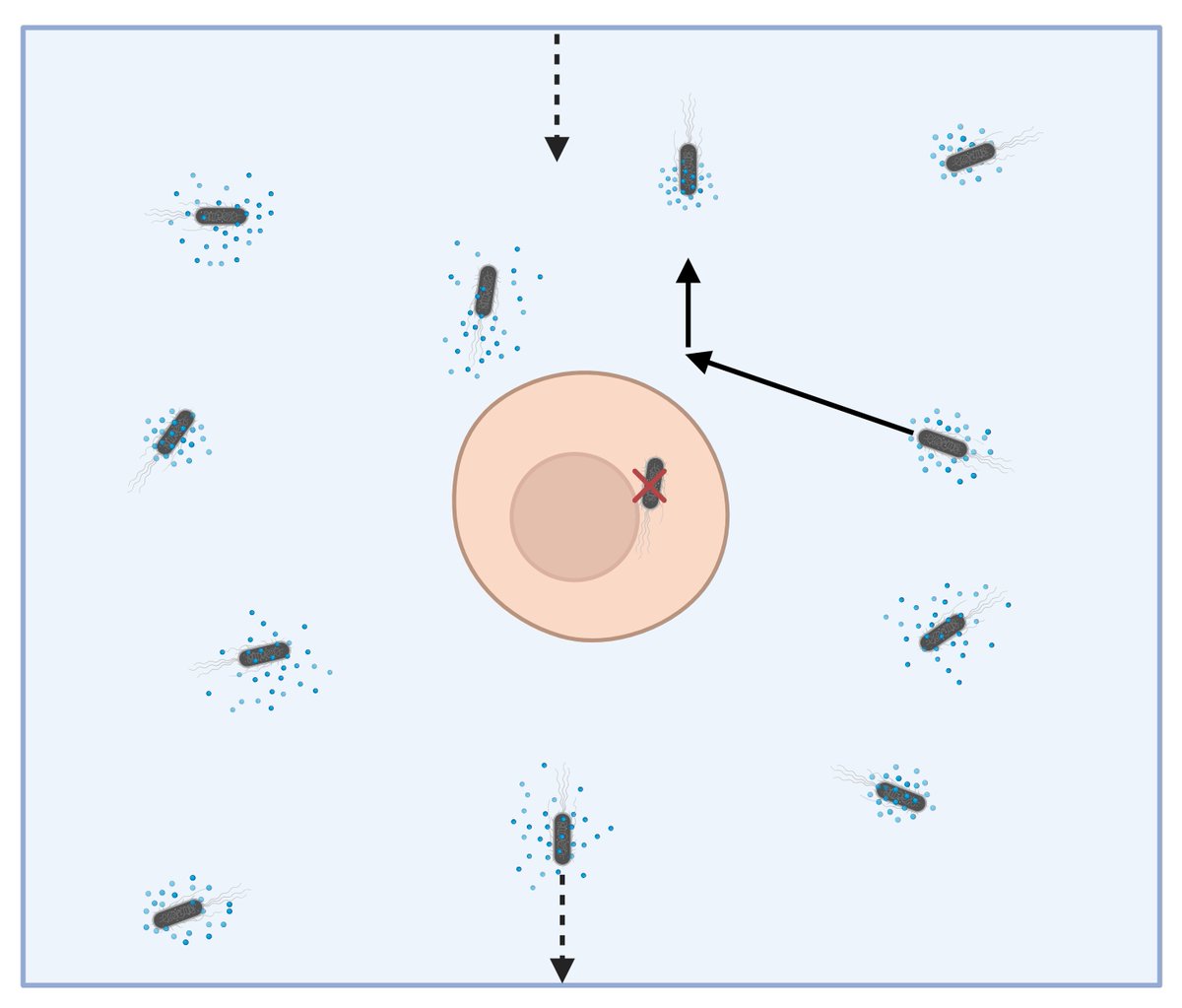 Our work on how a cell can best sense a dynamically-changing chemical signal - and what sort of environments can lead to a rapidly-changing signal - is now out in Biophys. J: authors.elsevier.com/a/1i%7EbF1SPT7… .
