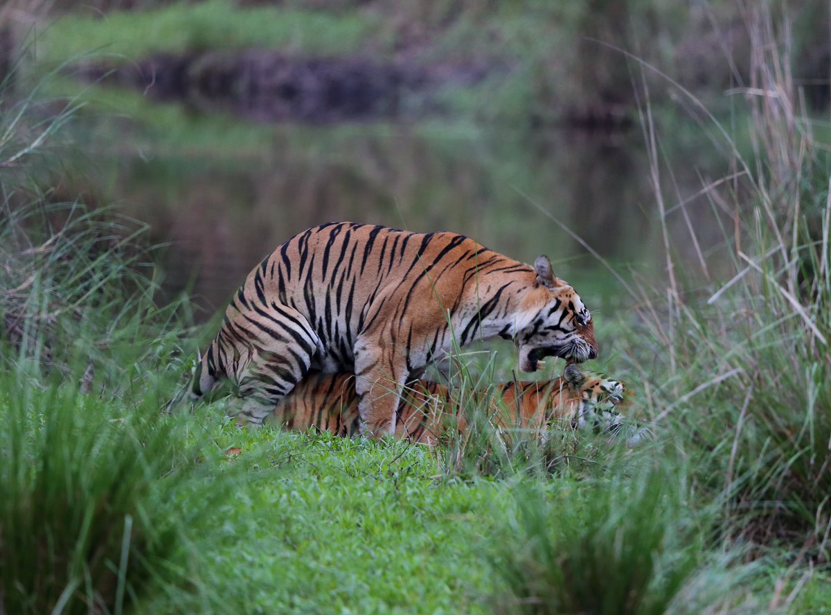 I, with my brothers  @HarrishMishrra @awasthis were privileged to have witnessed a (very rare to record) tiger’s behavioural incident.
India has largest population of #Tigers & we all need to #saveforests to #savetigers