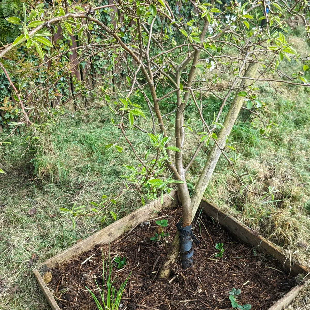 Pear tree guild in the front garden with strawberries and chives. #permaculture