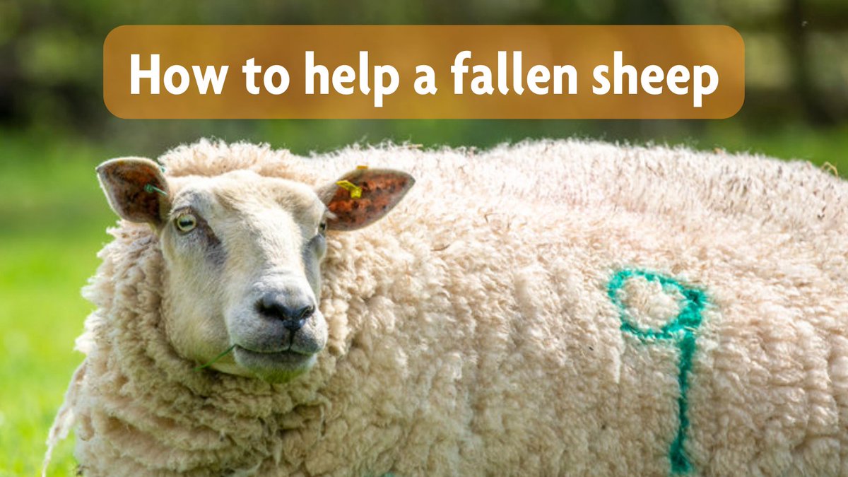 Would you know what to do if you spot a sheep stuck on their back? ⁣🐑 From time to time sheep can fall on their backs and find it impossible to get back up. A sheep stuck on its back can be fatal if left unassisted, but here is how ewe can help: bit.ly/3UB6Len
