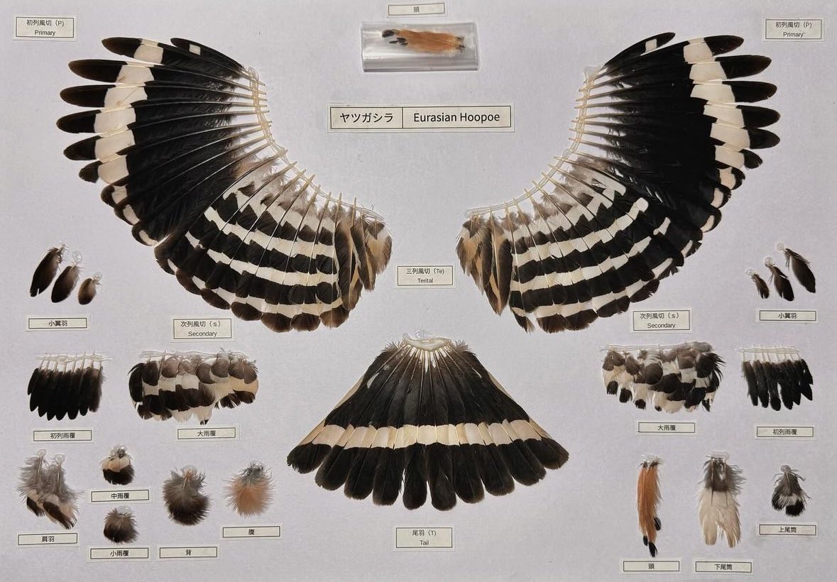 羽根標本専用のアカウント作りました〜🪶 x.com/iy4sfxjtoe2968…