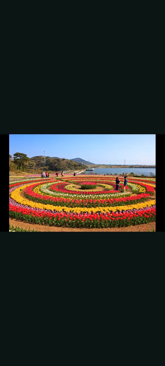 On World Heritage Day, the #TulipGarden in Srinagar stands out as a colourful testament to Kashmir's beauty and cultural legacy, reminding us to cherish and preserve such natural wonders. #KashmirHeritage #WorldHeritageDay #kashmirtourism #kashmir