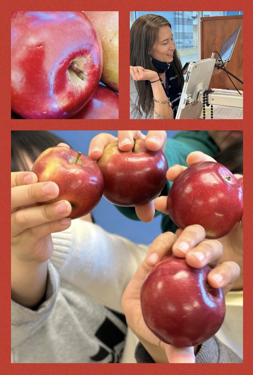 The 🍎Great Big Crunch has arrived to @redmapleps1!! We all enjoyed delicious apples and we each took a big bite of our healthy apples at the same time to promote healthy nutrition!🍎❤️ @YRDSB @YRDSBEcoSchools