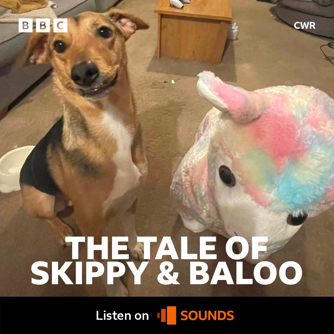 The tale of Skippy and Baloo, the new best friends in Leamington. Baloo's owner Michelle told Vic how her dog and unlikely teddy from the rubbish went Facebook famous this week. bbc.in/49Orf7C