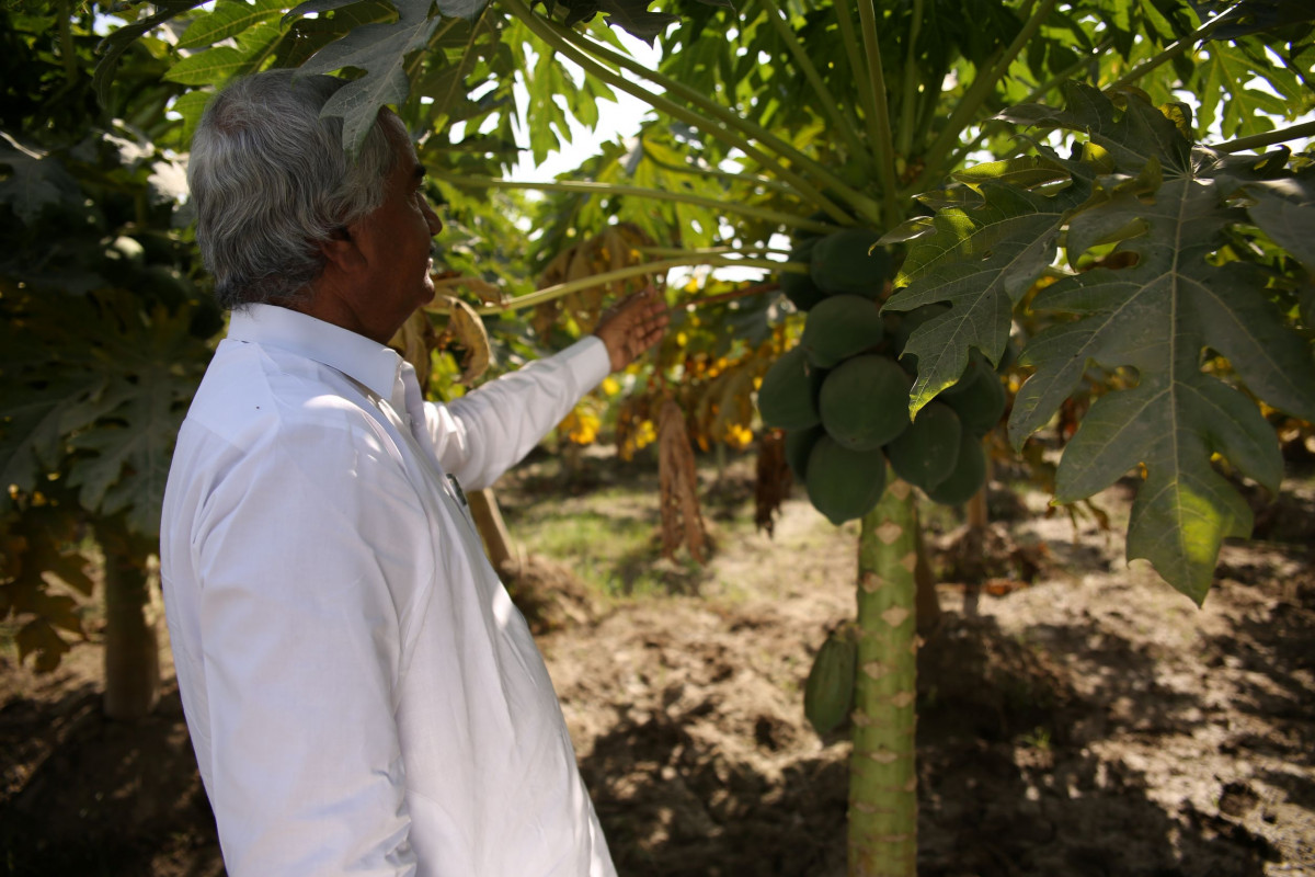 A CABI-implemented biological control programme has helped farmers in Pakistan: ✅ Increase in incomes by 20% ✅ Lower input costs by 60% ✅ Reduce use of chemical pesticide sprays Learn more 👉 ow.ly/8IIU50RlXkR