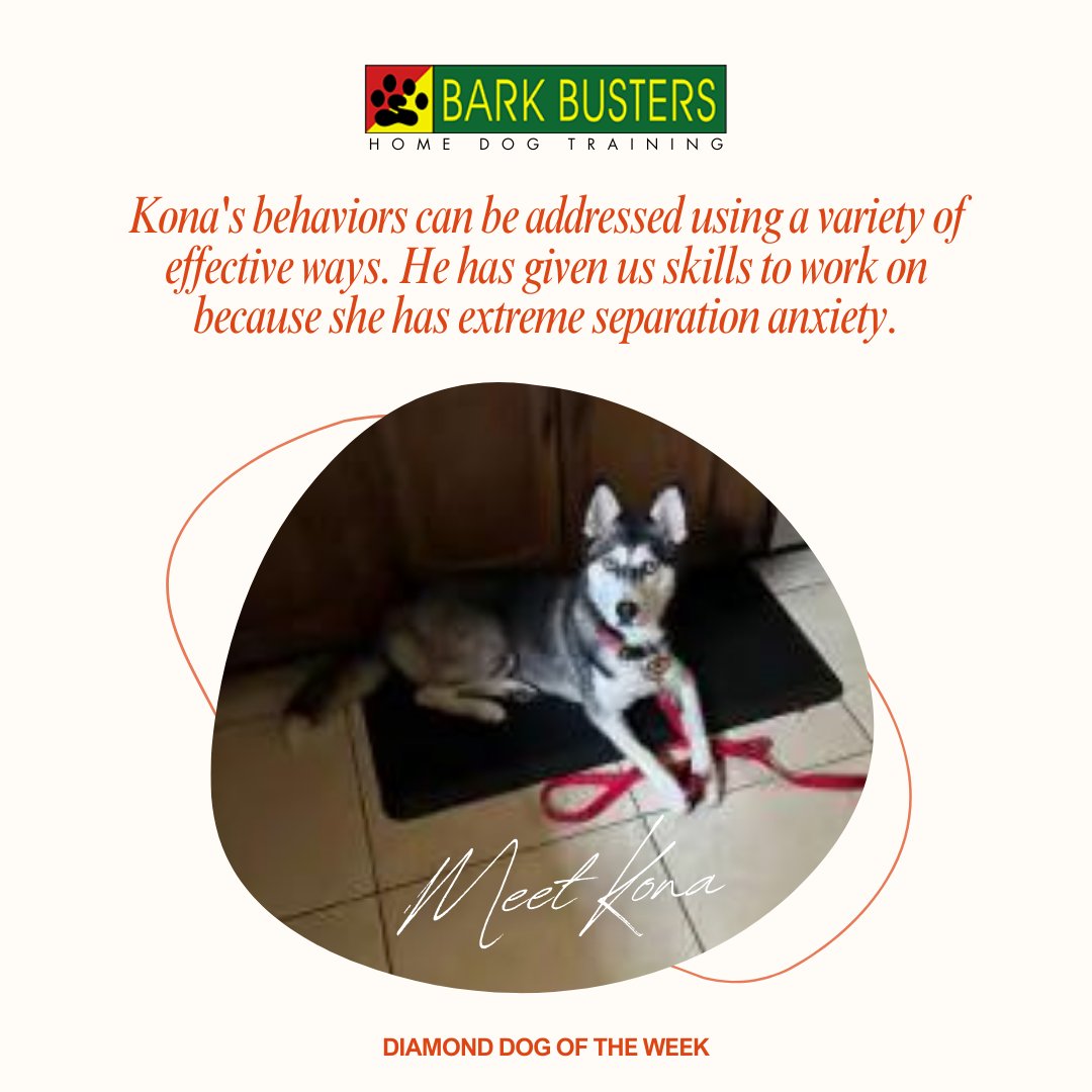 Address Kona's behaviors effectively with a range of strategies tailored to her needs, particularly focusing on managing extreme separation anxiety to ensure a happier, healthier pet.
.
#stephaniecurtis #dogtraining #puppytraining #valleydogtraining #inhomebehavioraltraining
